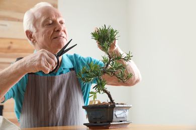 Photo of Senior man taking care of Japanese bonsai plant indoors. Creating zen atmosphere at home