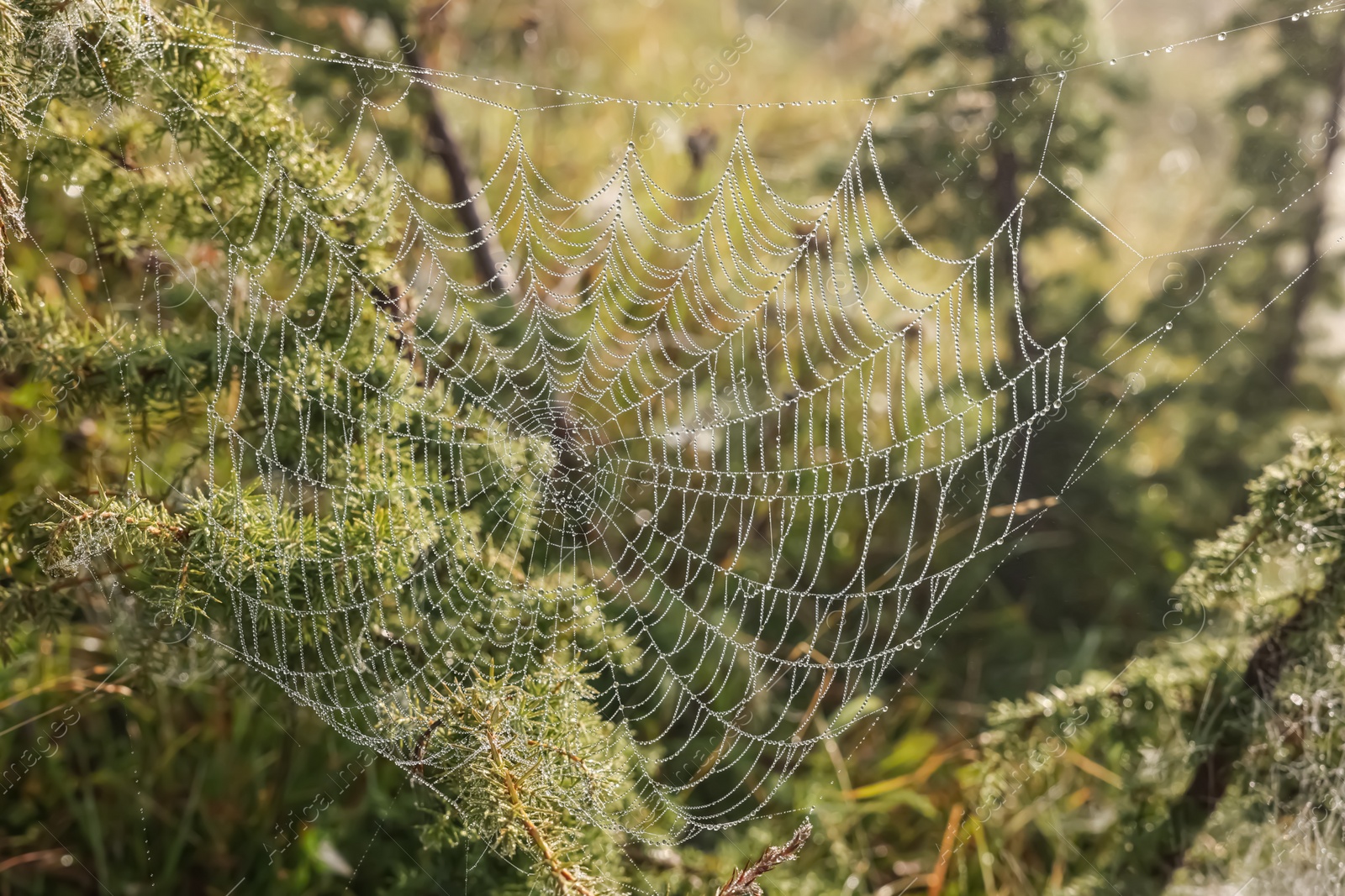 Photo of Closeup view of spider web with dew drops on plants outdoors