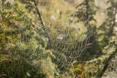 Closeup view of spider web with dew drops on plants outdoors