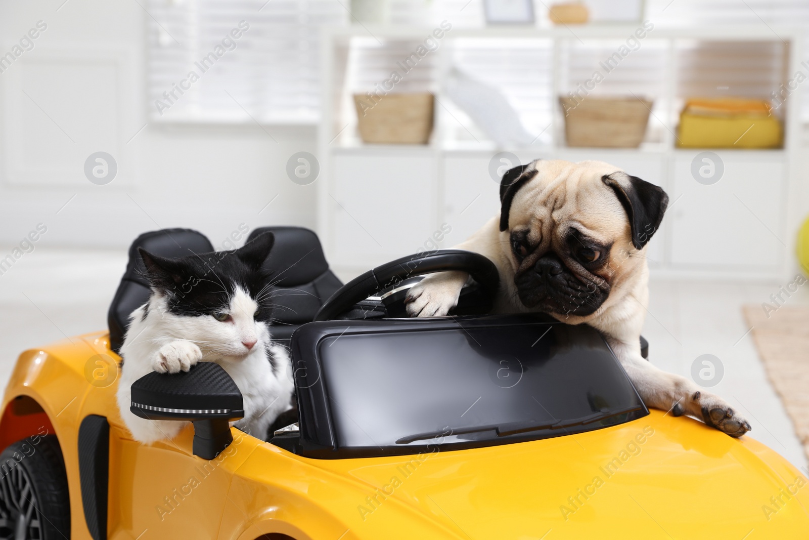 Photo of Adorable pug dog and cat in toy car indoors