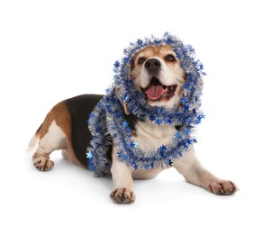 Adorable Beagle dog with Christmas tinsel on white background