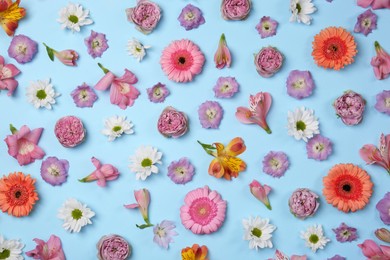 Flat lay composition with different beautiful flowers on light blue background