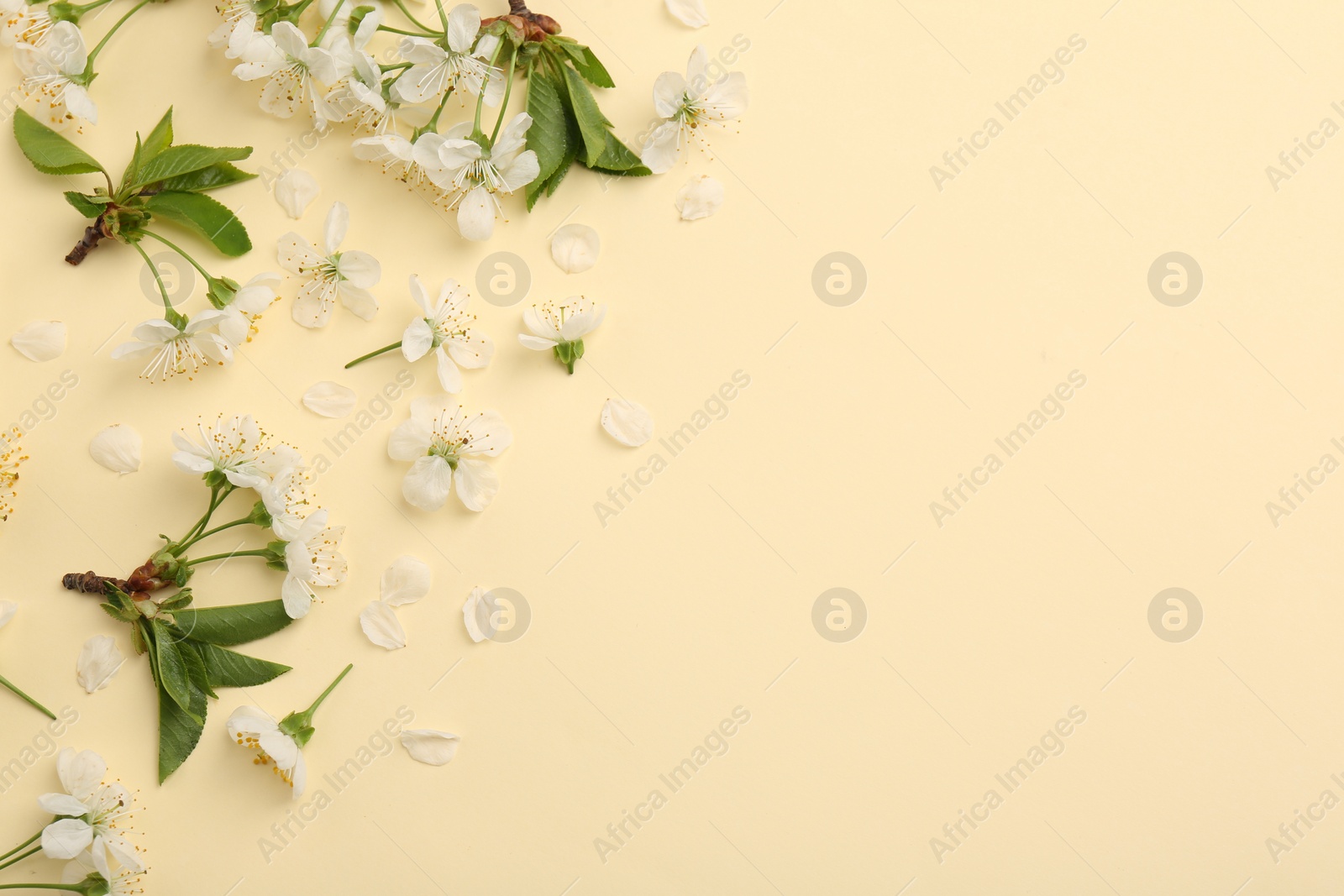 Photo of Beautiful spring tree blossoms and petals on beige background, flat lay. Space for text