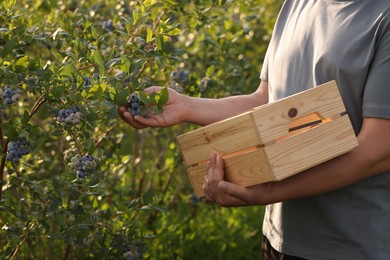 Photo of Man with box picking up wild blueberries outdoors, closeup. Seasonal berries