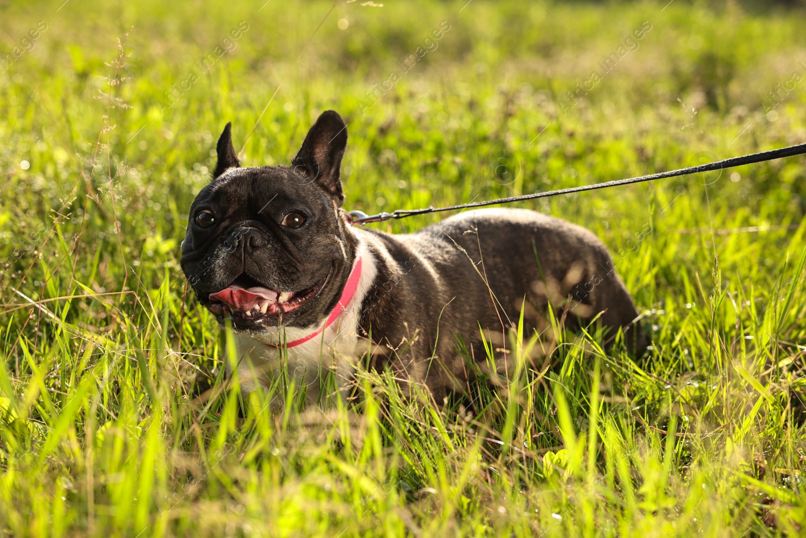 Photo of French Bulldog in green grass outdoors. Cute pet on walk