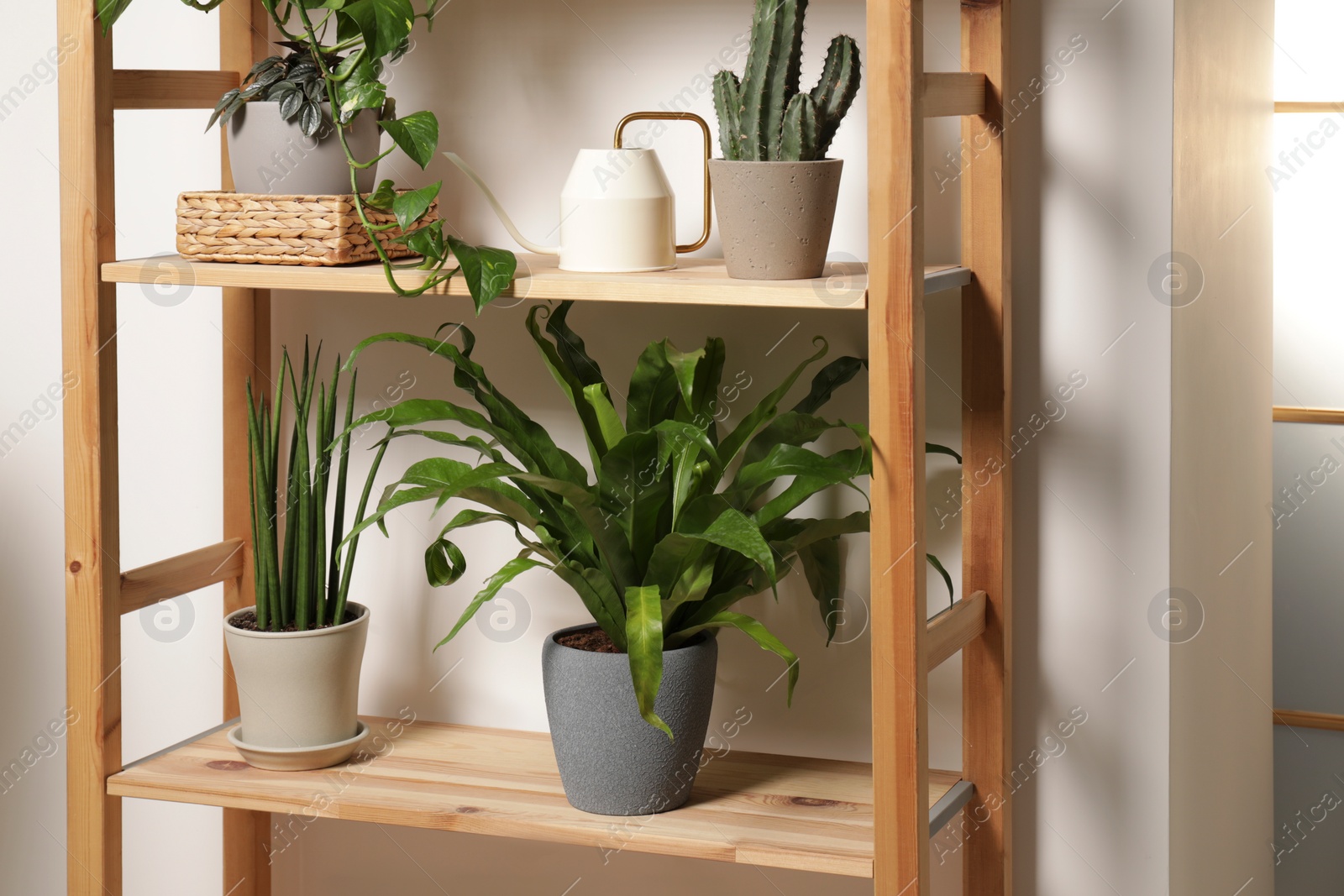 Photo of Green houseplants in pots and watering can on wooden shelves indoors