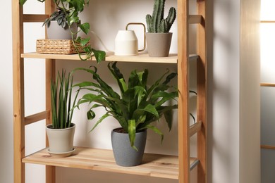 Photo of Green houseplants in pots and watering can on wooden shelves indoors