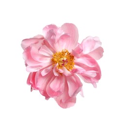 Photo of Beautiful pink peony flower isolated on white