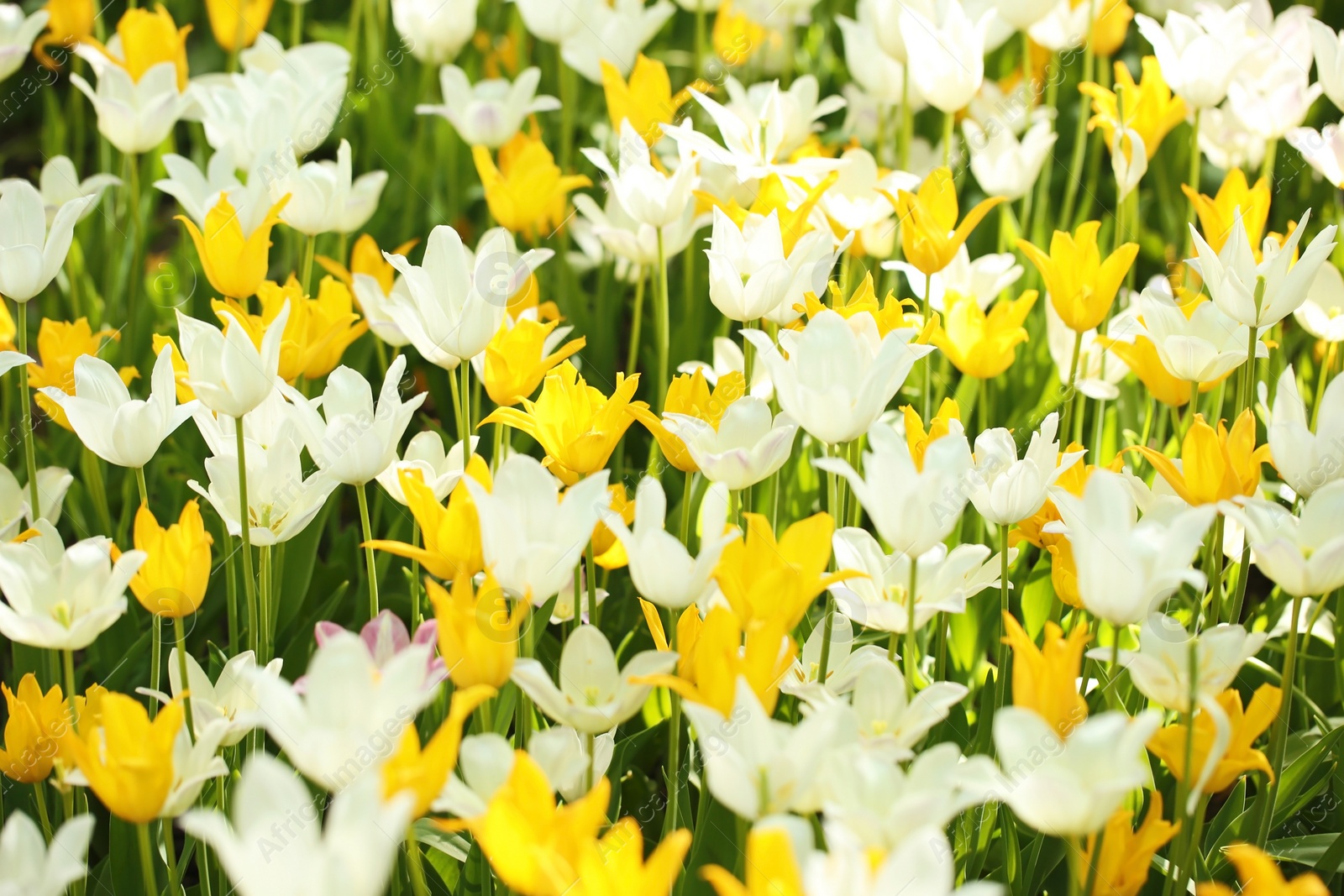 Photo of Blossoming tulips outdoors on sunny spring day