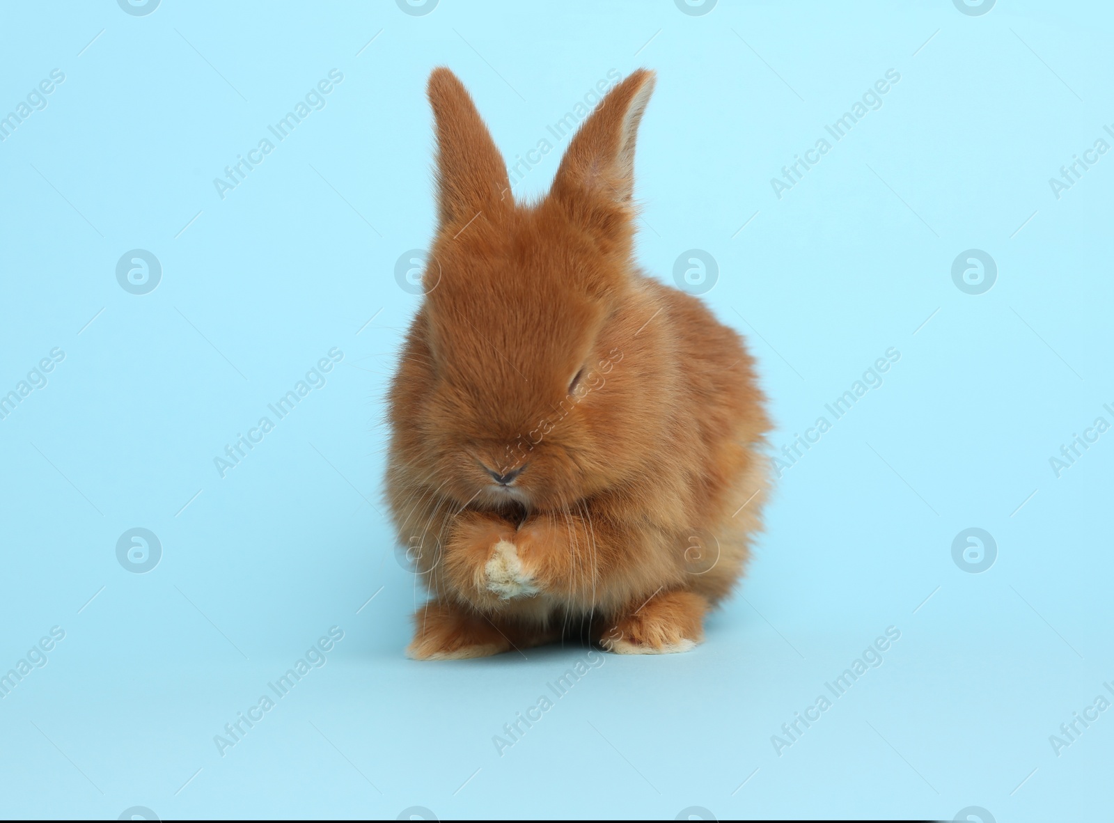 Photo of Adorable fluffy bunny on light blue background. Easter symbol