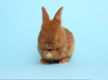 Adorable fluffy bunny on light blue background. Easter symbol