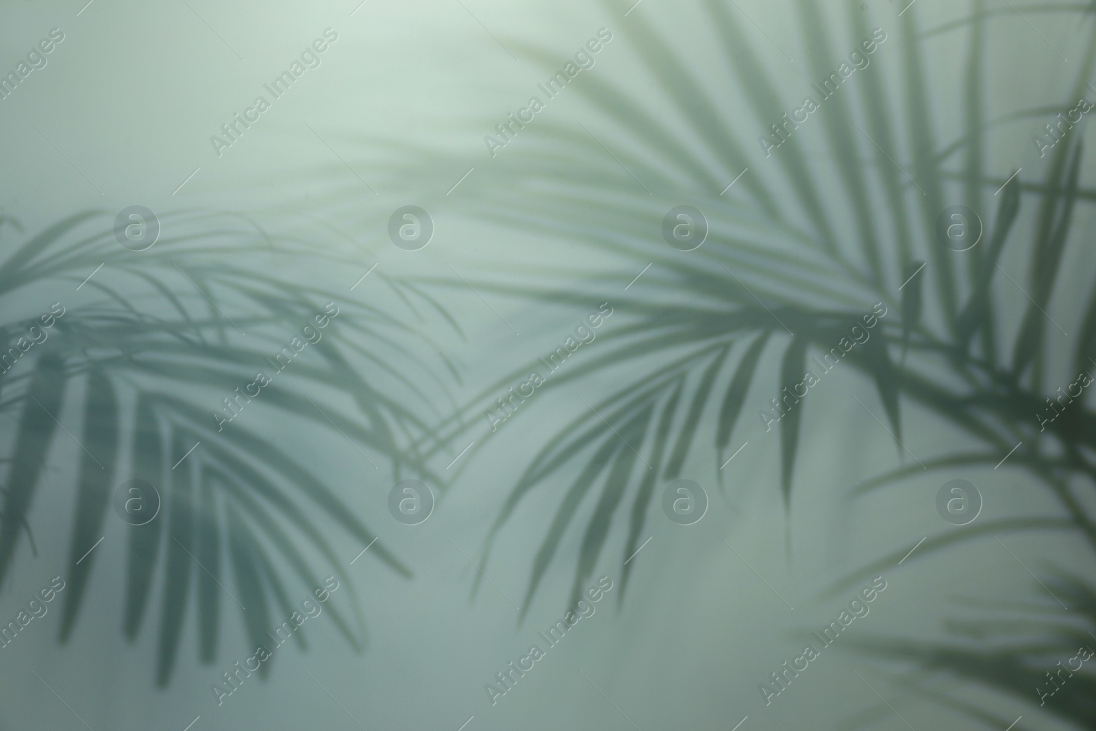 Photo of Shadow of tropical plant branches on light background