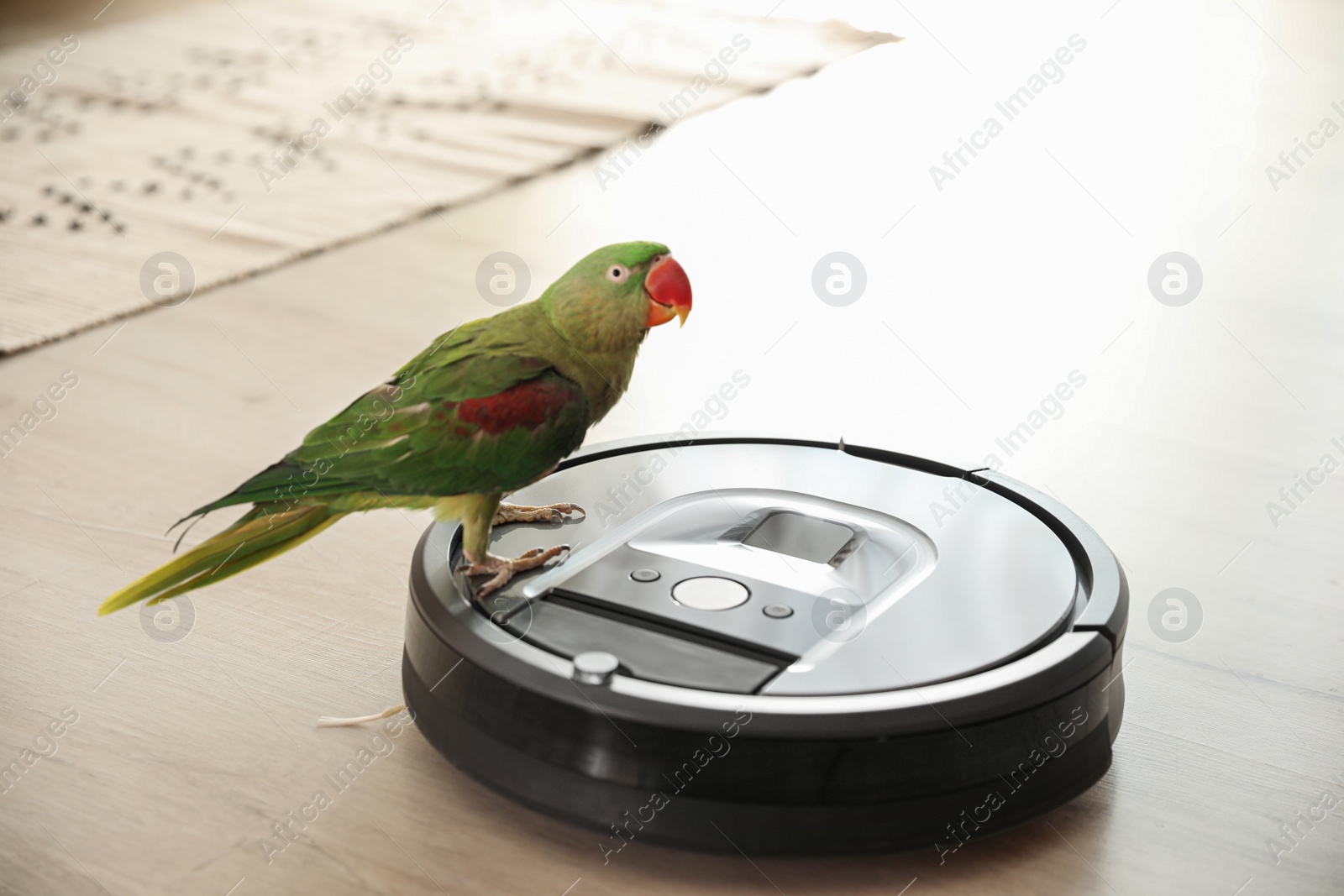 Photo of Modern robotic vacuum cleaner and Alexandrine parakeet on floor indoors