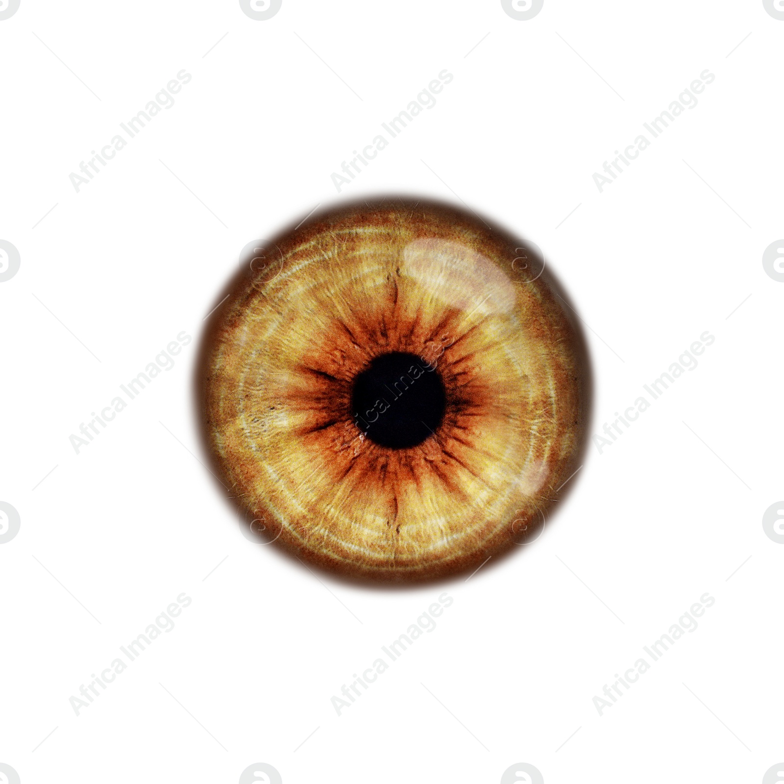 Image of Closeup of beautiful brown eye on white background