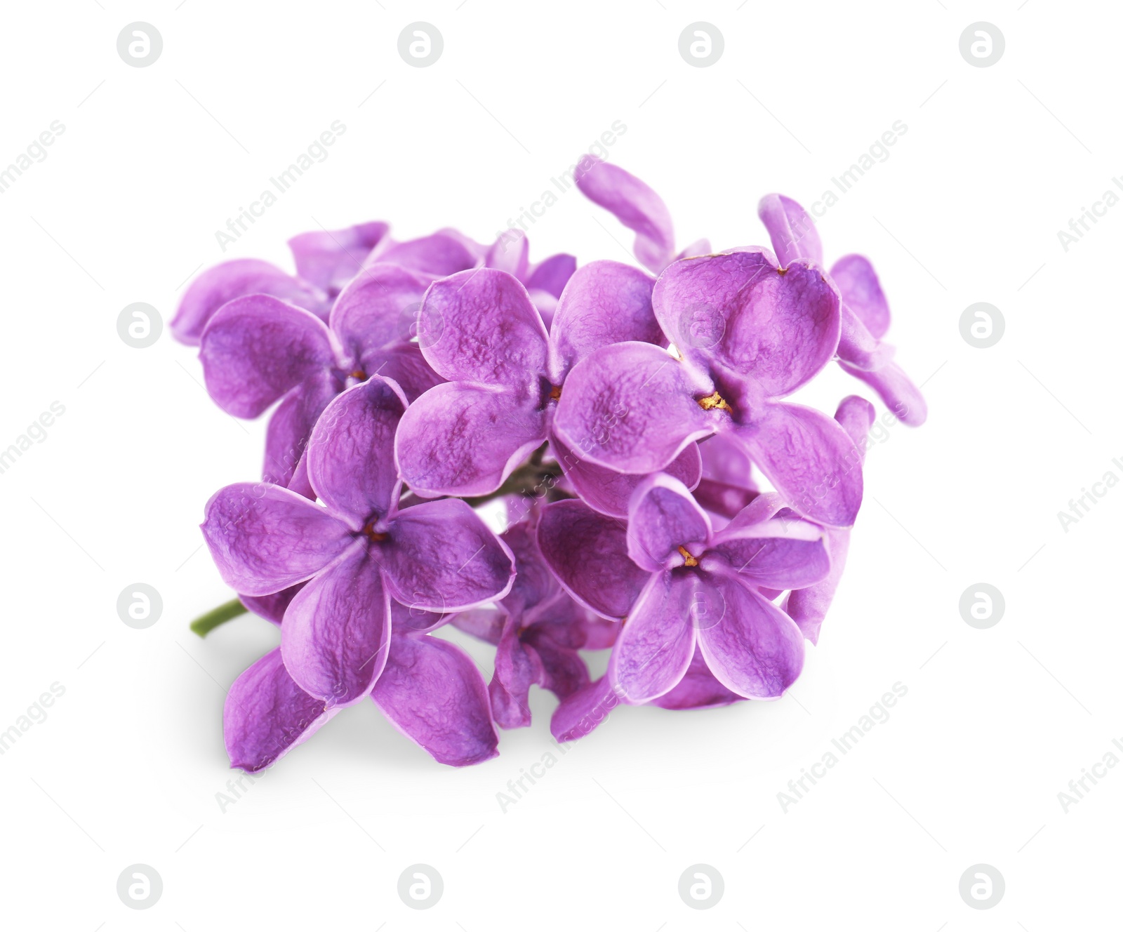 Photo of Beautiful fragrant lilac flowers isolated on white