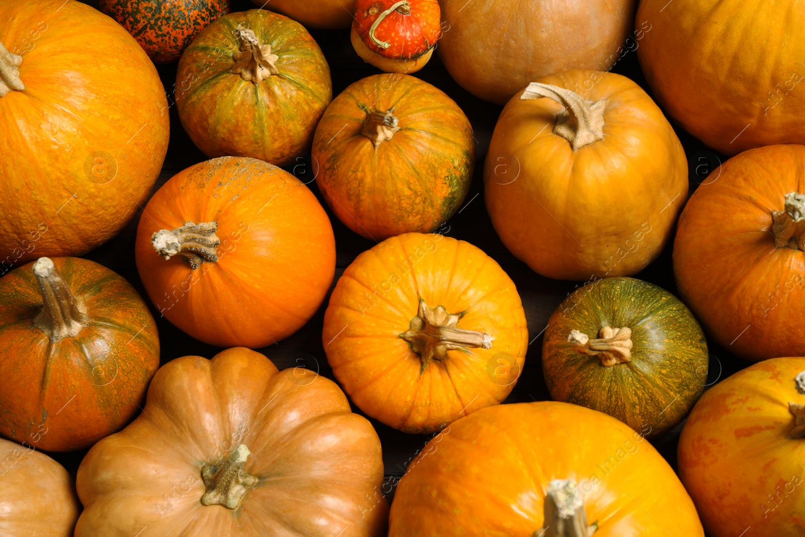 Photo of Many fresh raw whole pumpkins as background, top view. Holiday decoration