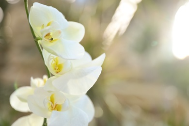 Photo of Beautiful blooming tropical orchid in store. Space for text