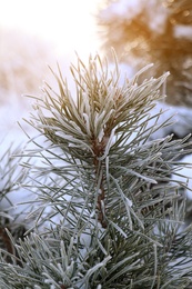 Photo of Conifer tree branch covered with hoarfrost outdoors on winter morning, closeup