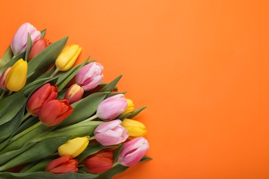 Beautiful colorful tulips on orange background, flat lay. Space for text