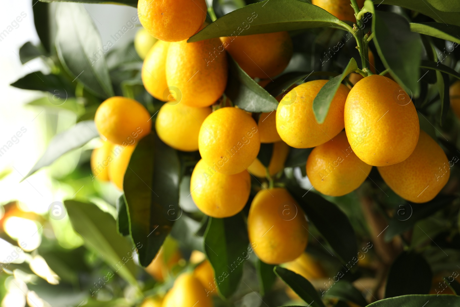 Photo of Kumquat tree with ripening fruits outdoors, closeup