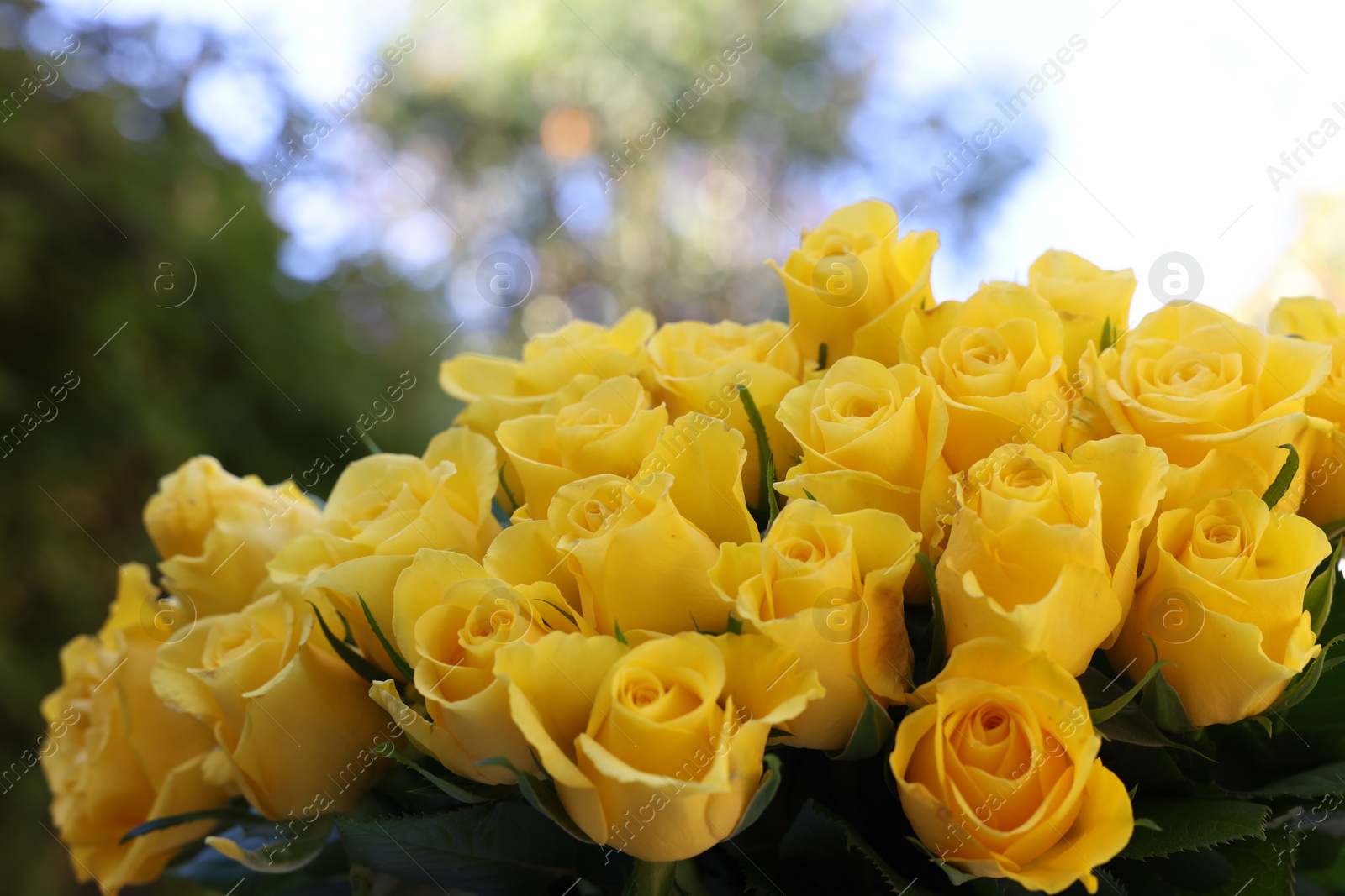 Photo of Beautiful bouquet of yellow roses outdoors, closeup