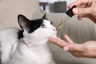 Photo of Woman giving tincture to cat at home, closeup