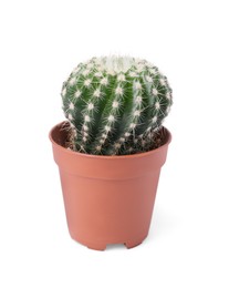 Beautiful green cactus in pot isolated on white. Tropical plant