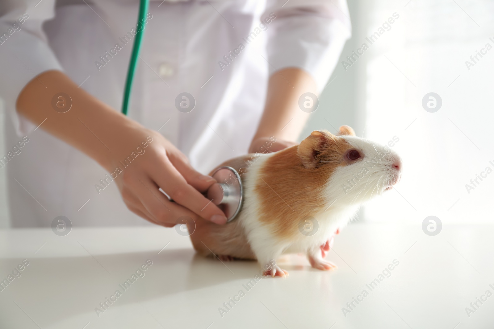 Photo of Female veterinarian examining guinea pig in clinic, closeup