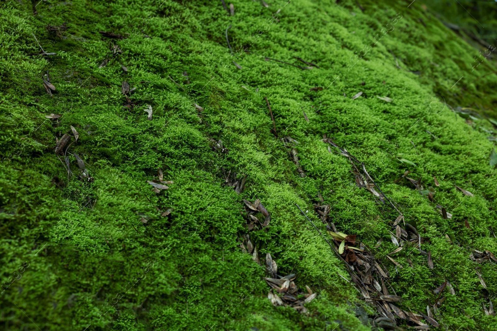 Photo of Stone wall overgrown with green moss outdoors, closeup