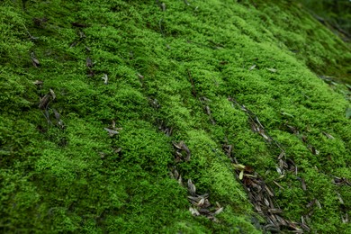 Photo of Stone wall overgrown with green moss outdoors, closeup