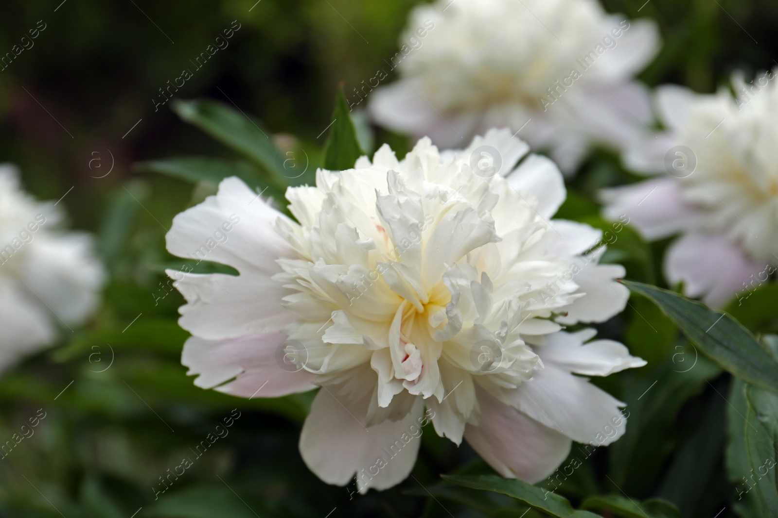 Photo of Beautiful blooming white peony growing in garden, closeup