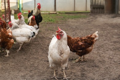 Photo of Many beautiful hens in farmyard. Free range chickens