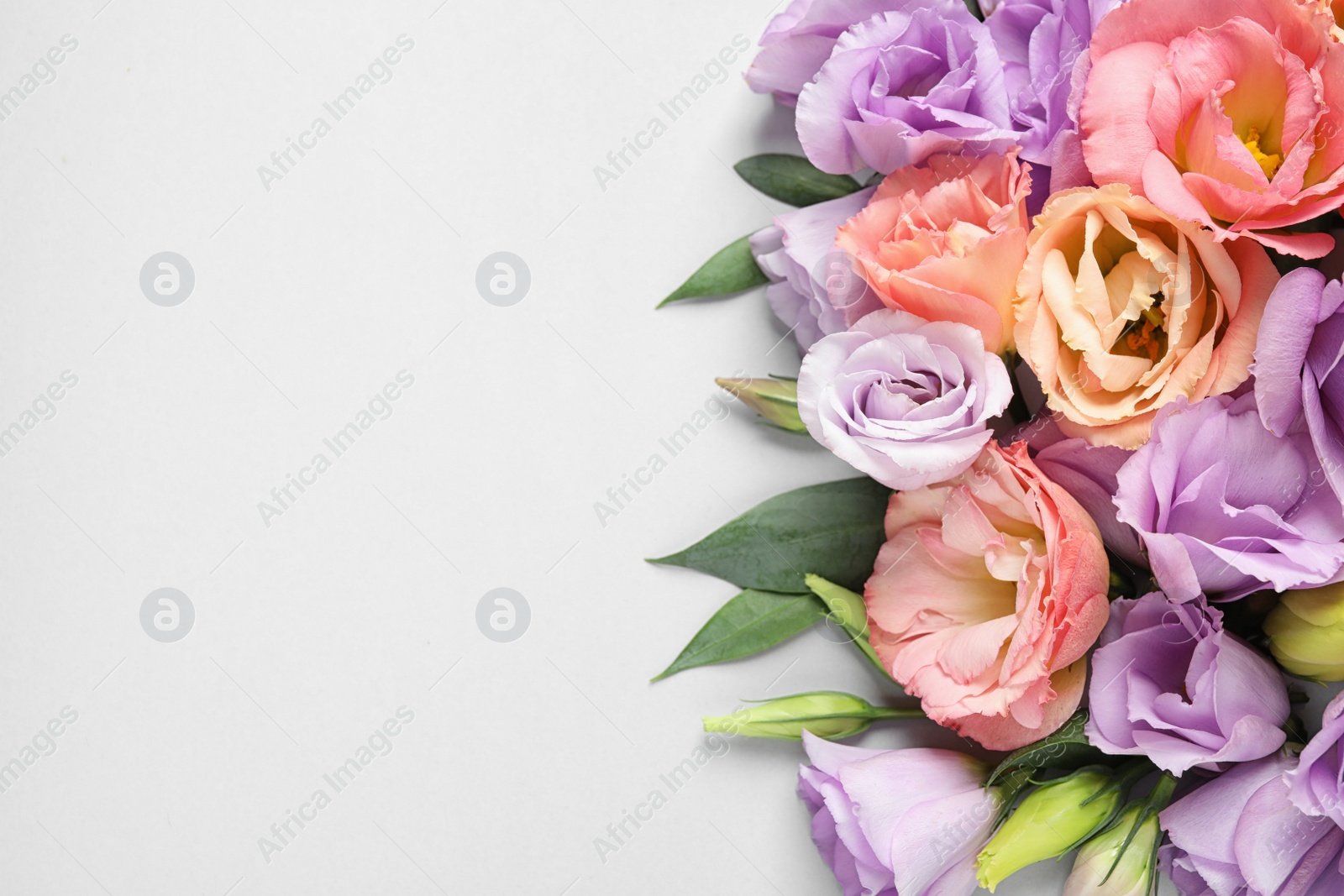 Photo of Beautiful Eustoma flowers on white background, top view. Space for text