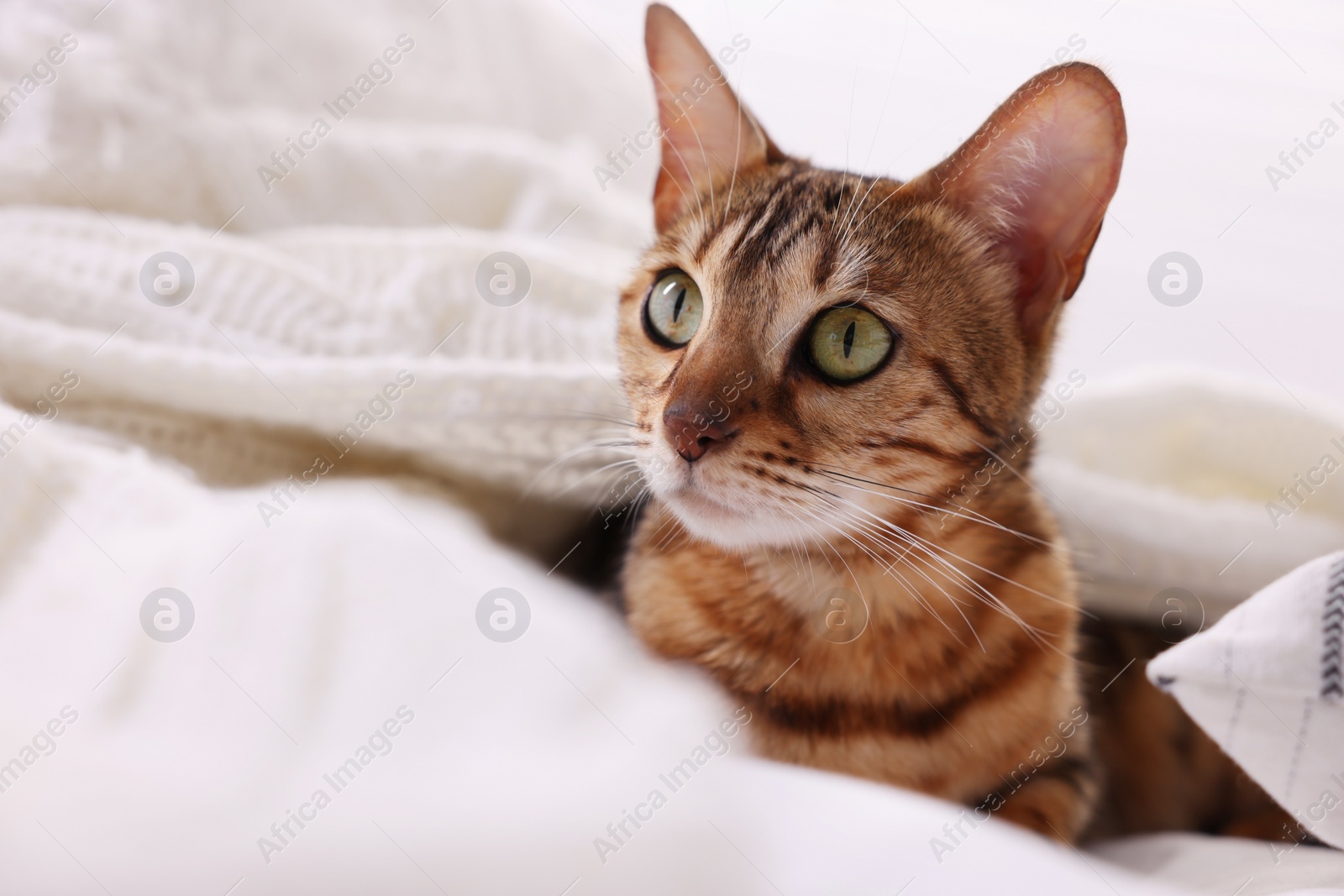 Photo of Cute Bengal cat lying on bed at home, closeup and space for text. Adorable pet