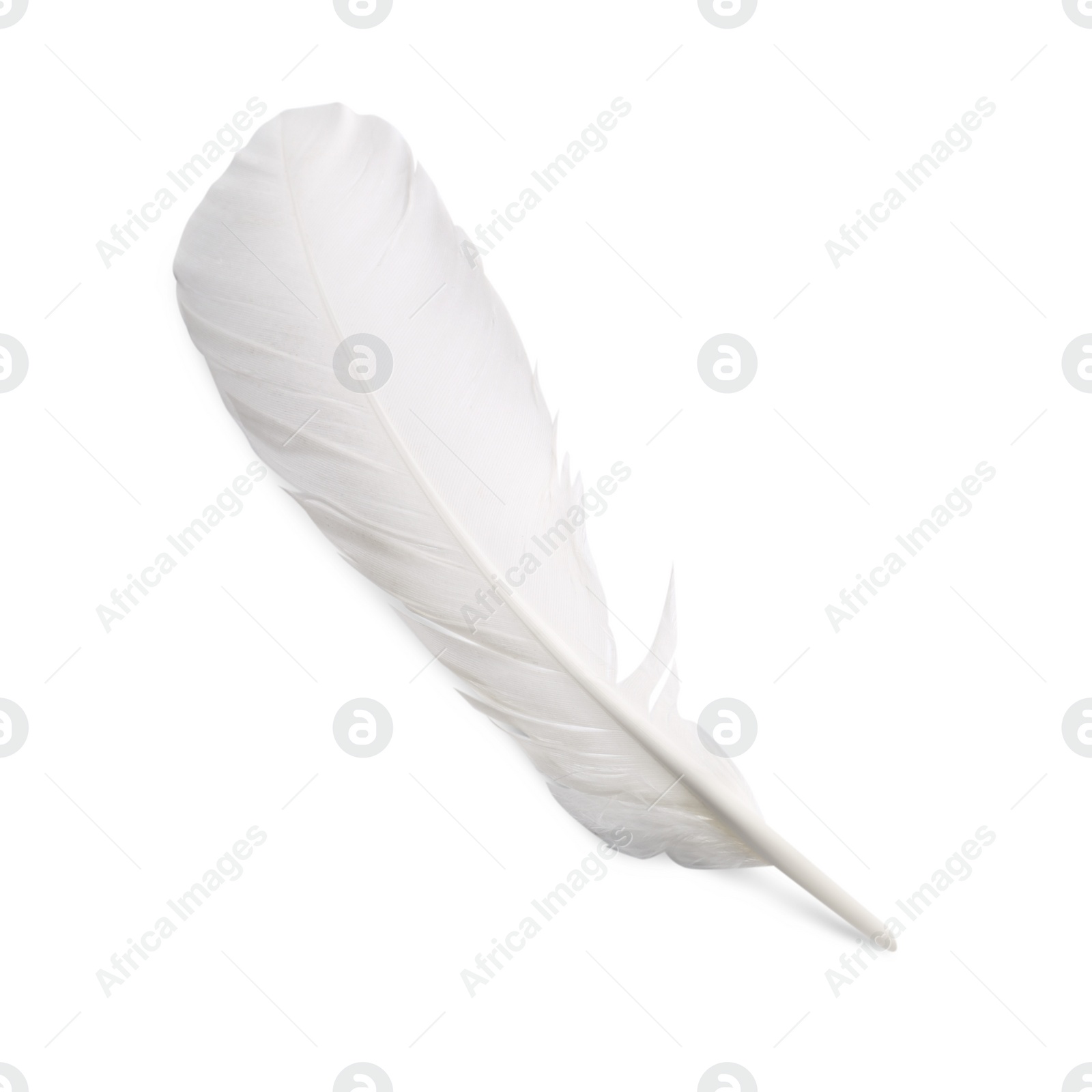 Photo of One fluffy beautiful feather isolated on white, top view