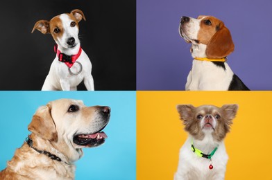 Image of Collage with photos of cute dogs in collars on different color backgrounds