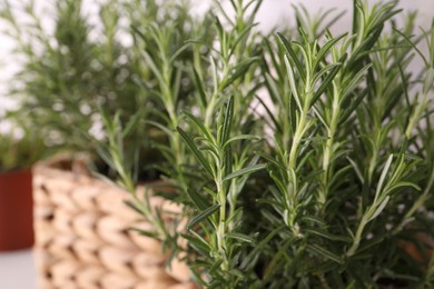 Photo of Aromatic green rosemary on light background, closeup