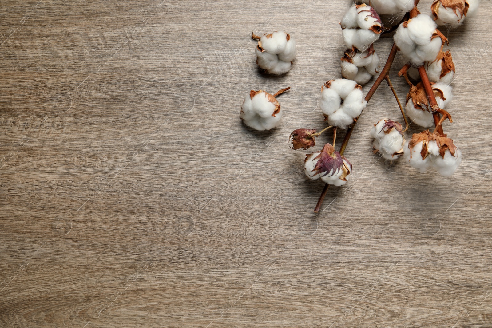 Photo of Dried cotton branch with fluffy flowers on wooden table, flat lay. Space for text