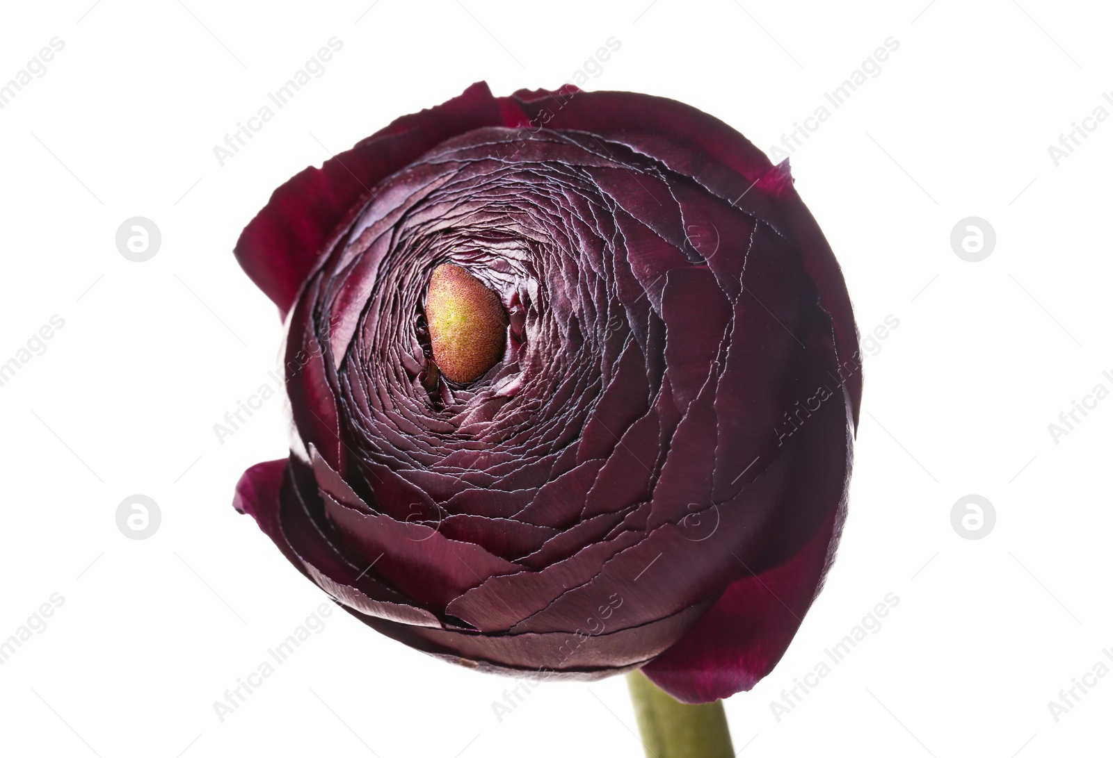 Photo of Beautiful ranunculus flower on white background