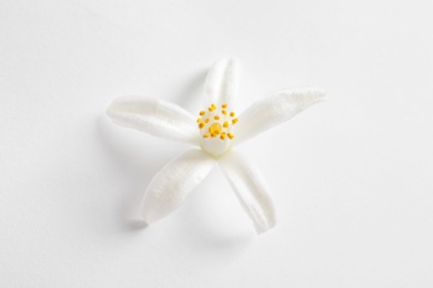 Beautiful blooming citrus flower on white background