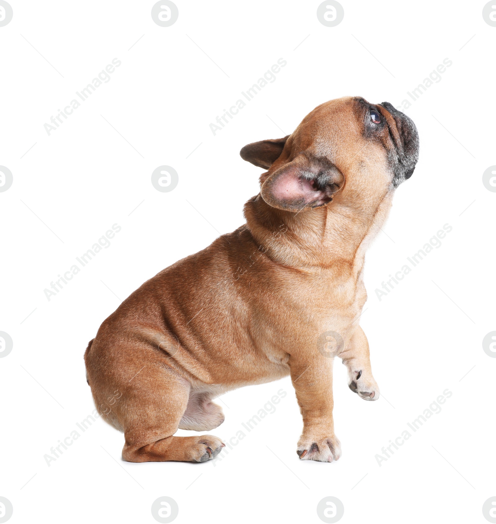 Photo of Cute French bulldog on white background. Funny pet