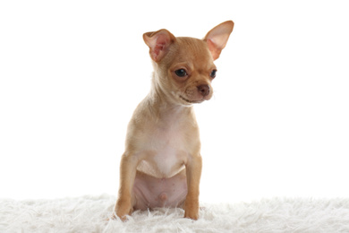 Cute Chihuahua puppy on white background. Baby animal