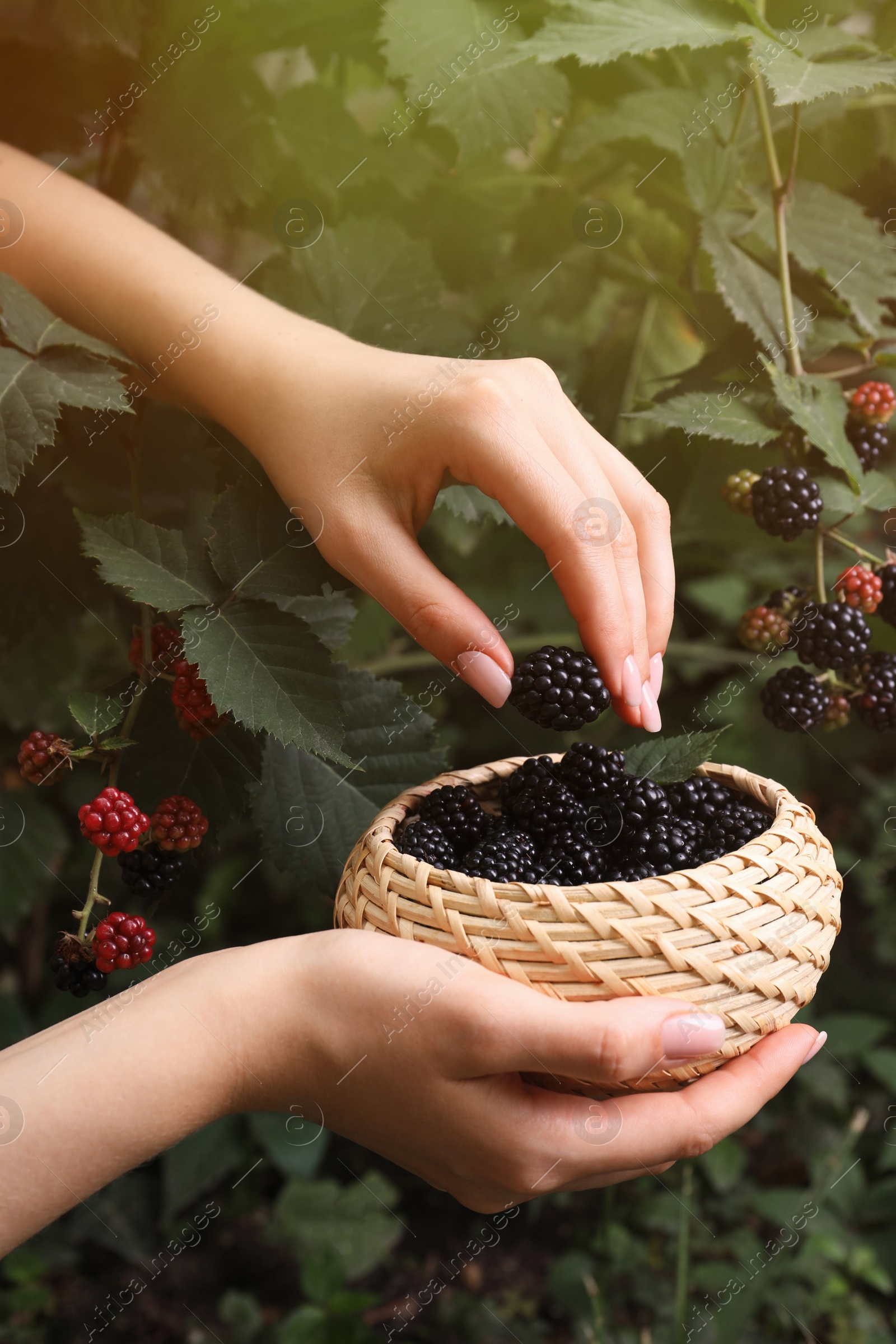 Photo of Woman gathering ripe blackberries into wicker bowl in garden, closeup