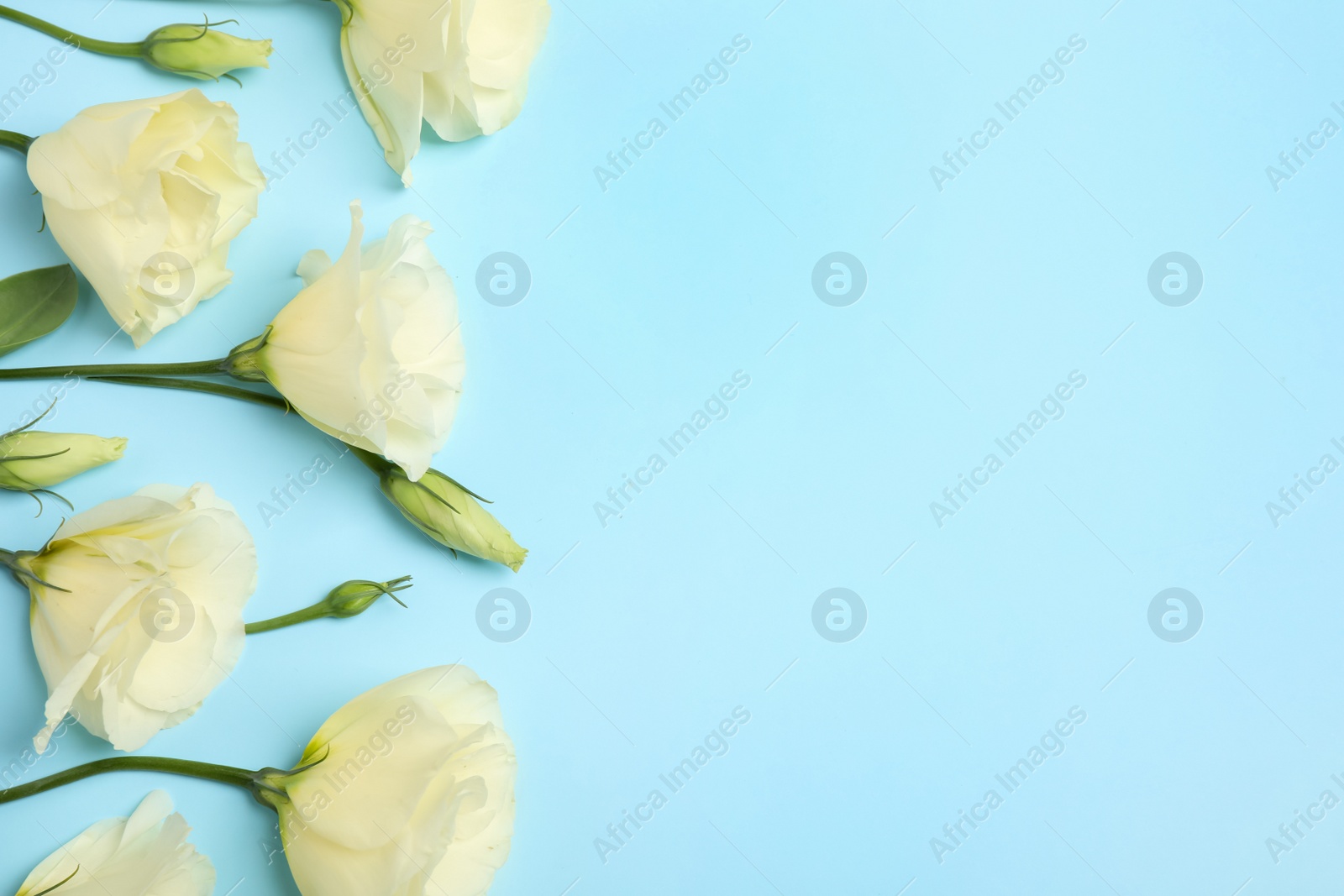 Photo of Beautiful Eustoma flowers on light blue background, flat lay. Space for text