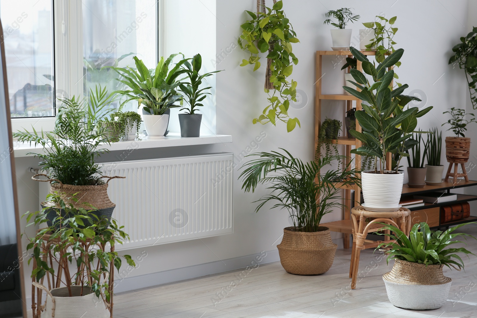 Photo of Stylish room with beautiful plants near window. Interior design