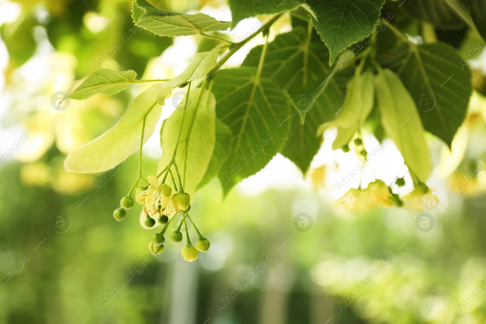 Photo of Closeup view of linden tree with fresh young green leaves and blossom outdoors on spring day