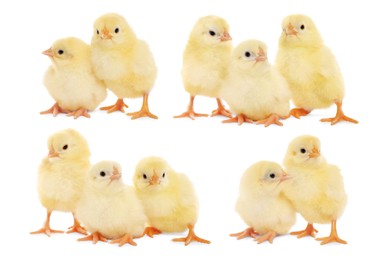 Image of Collage with small cute baby chickens isolated on white