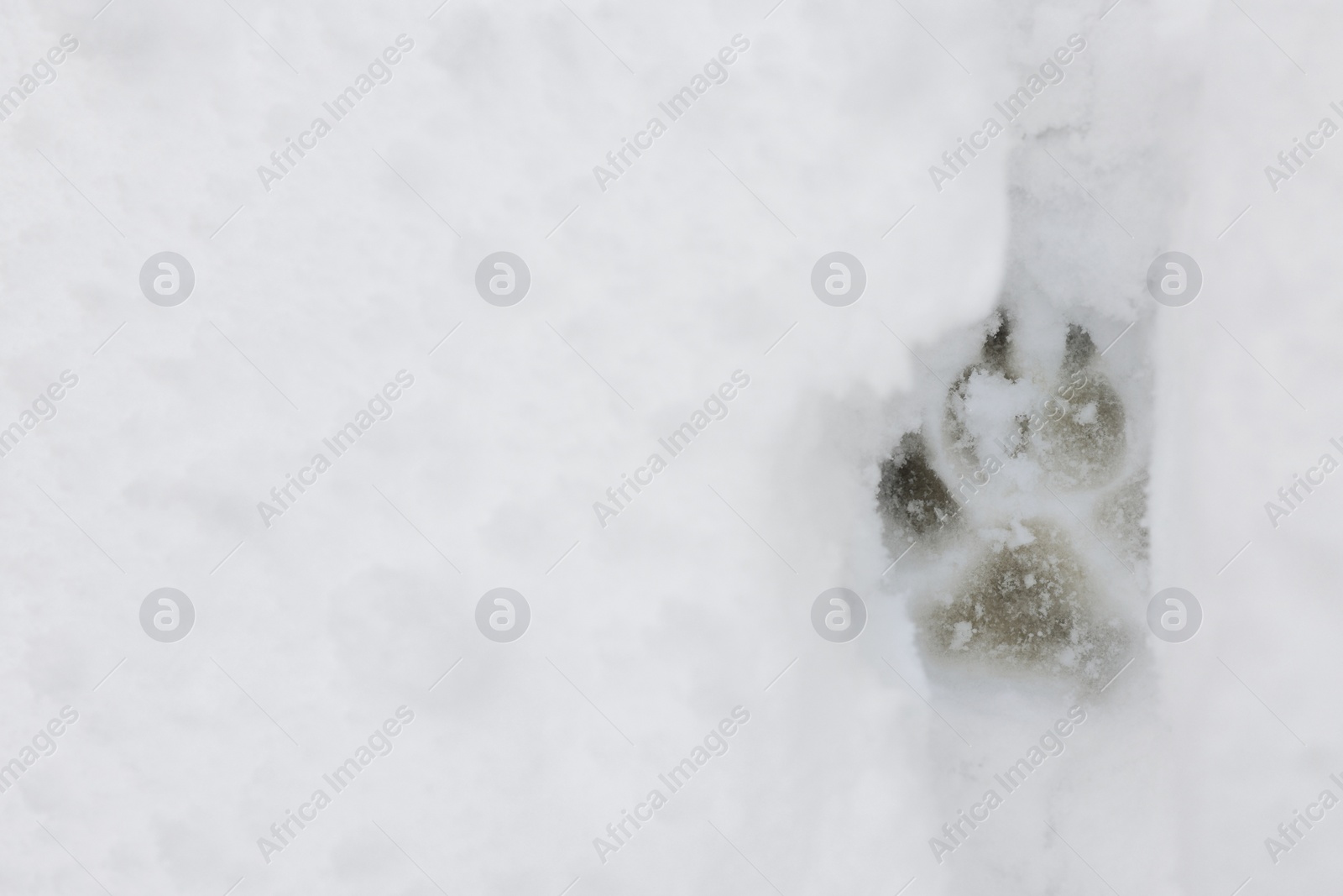 Photo of Dog paw print on snow outdoors, top view. Space for text