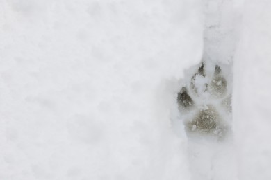 Dog paw print on snow outdoors, top view. Space for text