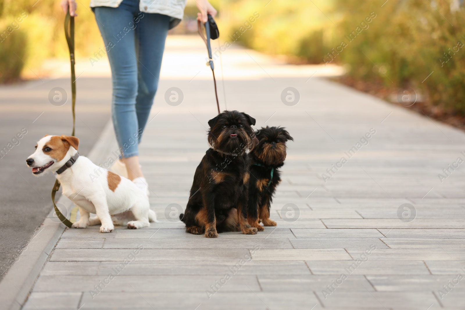 Photo of Woman walking Jack Russell Terrier and Brussels Griffon dogs in park